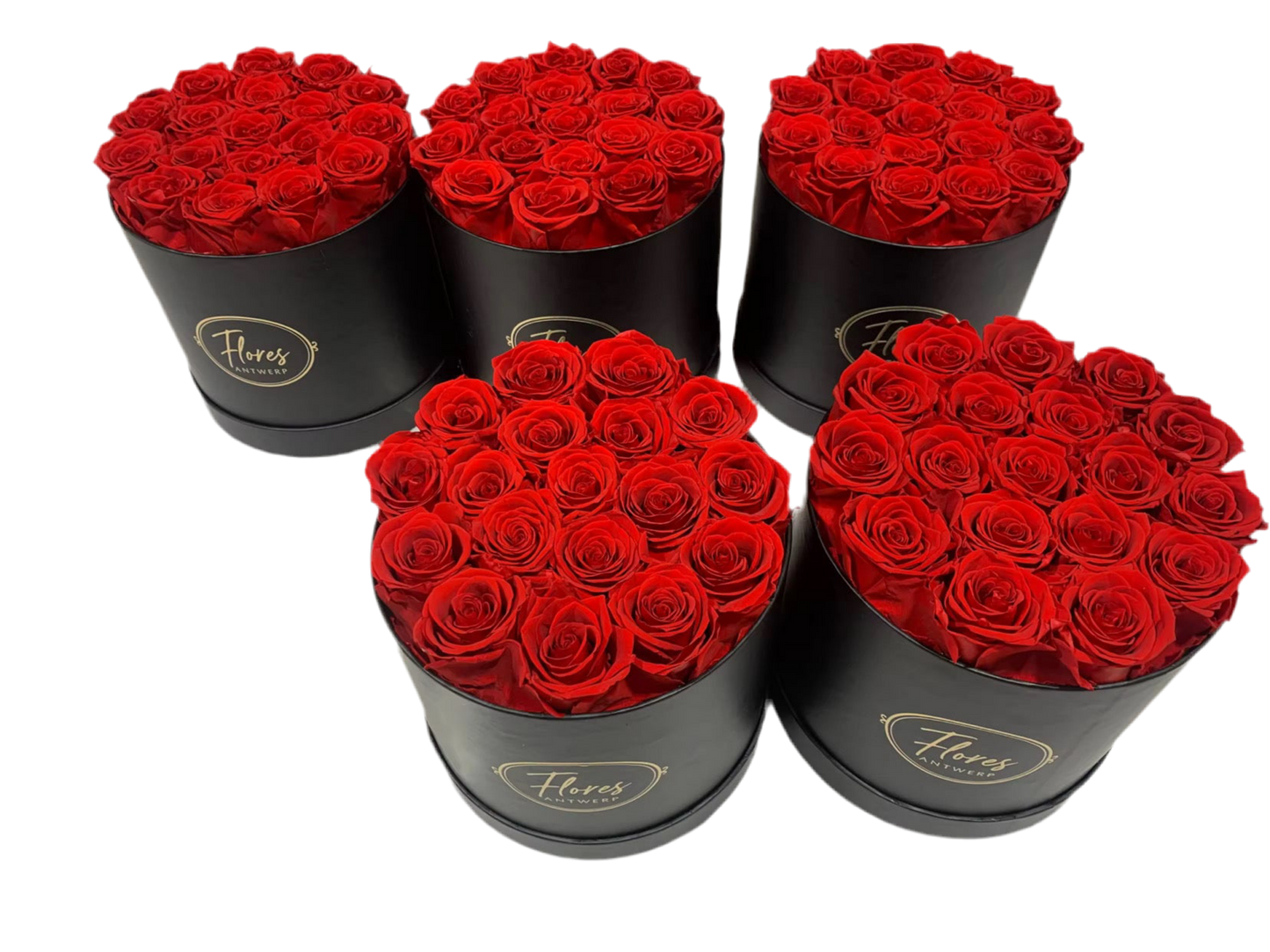 FLORES – 18 Eternal Roses (Black)