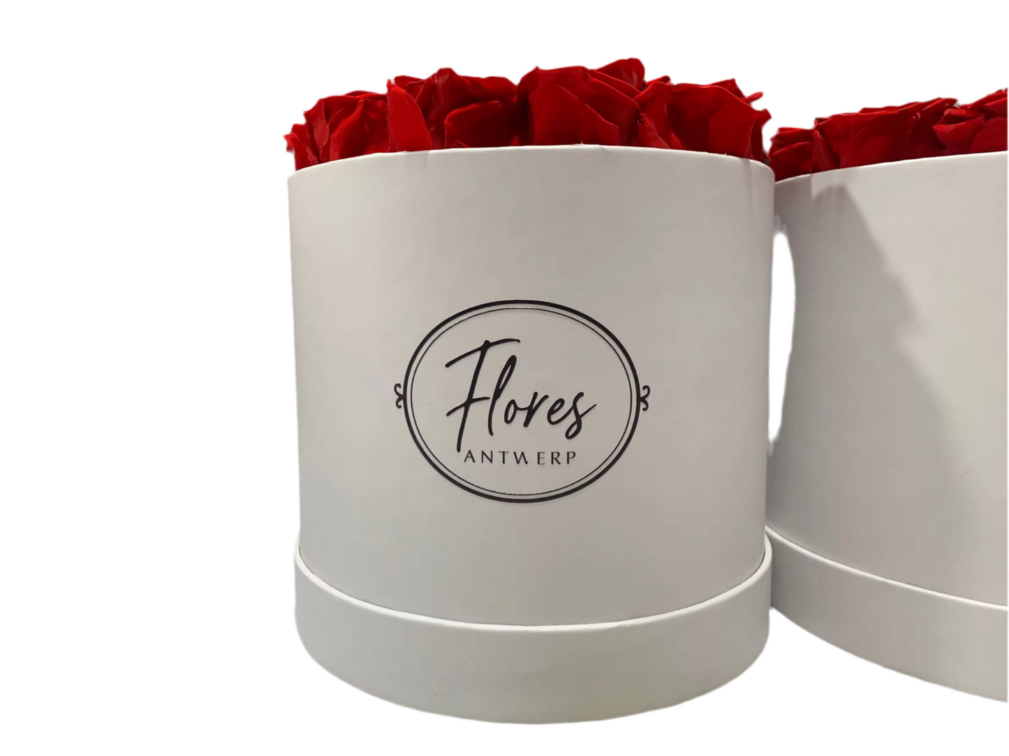 FLORES – 18 Eternal Roses (White)